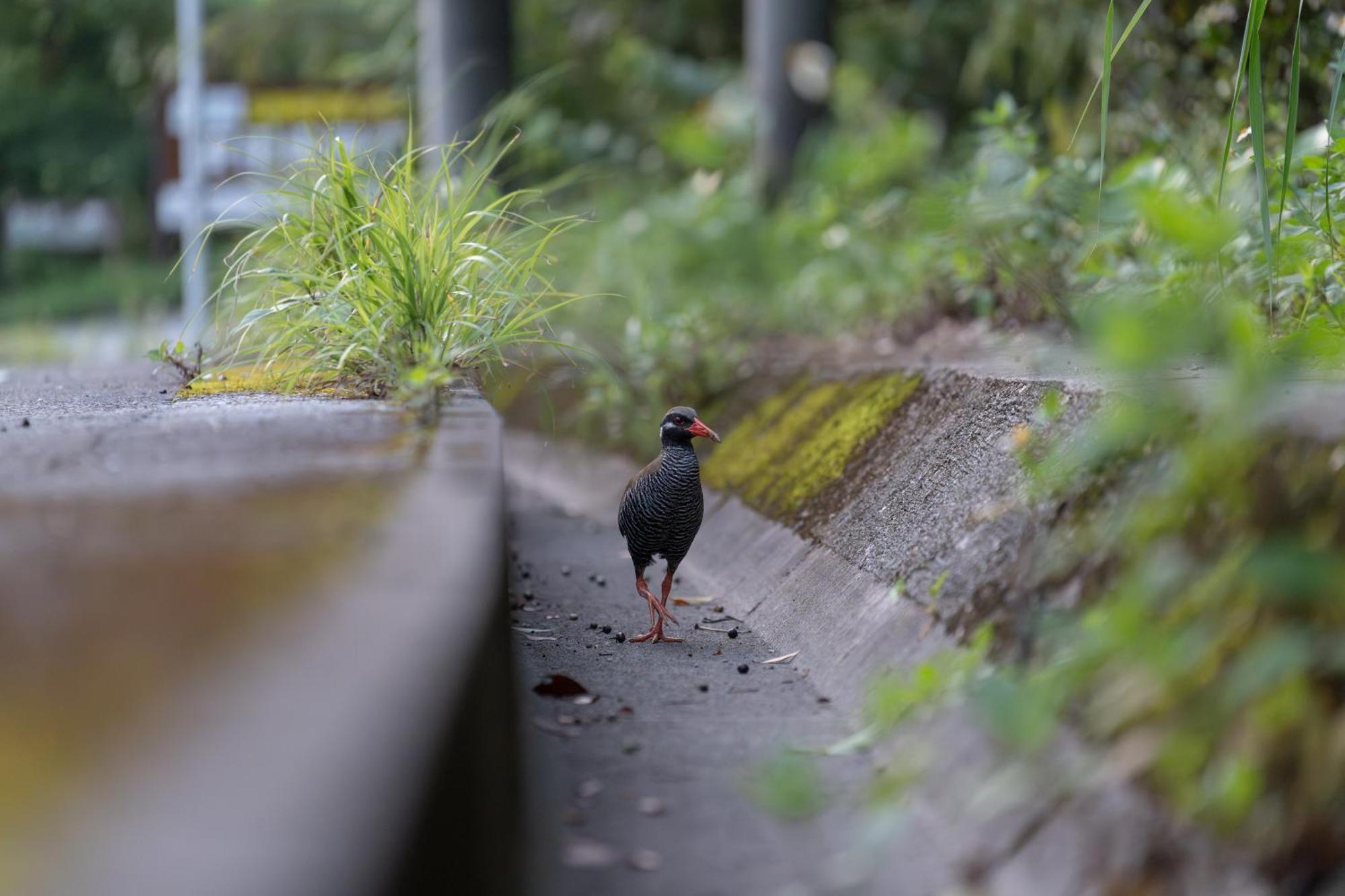 Ada Garden Hotel Okinawa Kunigami Eksteriør bilde